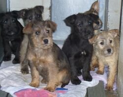 at79191-427068_terrier_mix_puppies_1-5-07.jpg